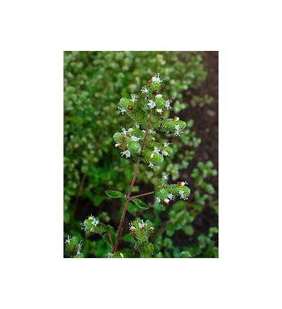 Majoram, Wild (Origanum majorana) - 30ml