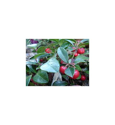 Wintergreen (Gaultheria Procumbens) - 30ml