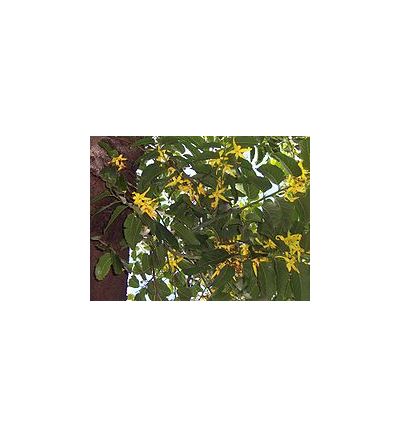 Ylang Ylang (Cananga odorata) - 30ml