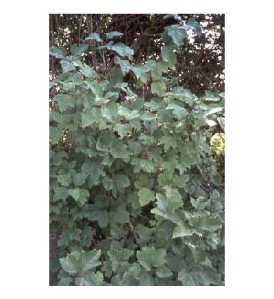 Cramp Bark, tincture - 2oz (59.15ml)