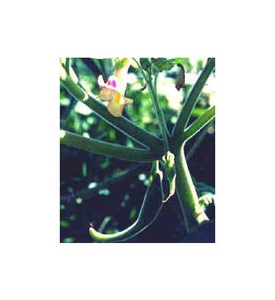 Devil's Claw Tuber, tincture - 4oz (118.3ml)