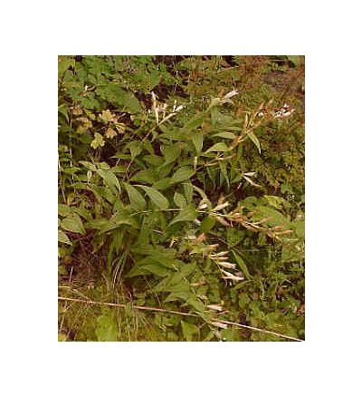 Gentian Root, tincture - 2oz (59.15ml)