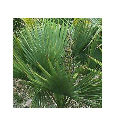 Saw Palmetto, tincture - 2oz (59.15ml)