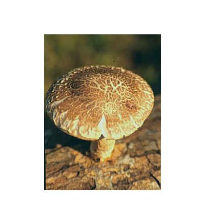 Shiitake Mushroom, tincture - 4oz (118.3ml)
