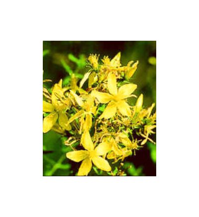 St. John's Wort Flowering Tips, tincture - 2oz (59.15ml)