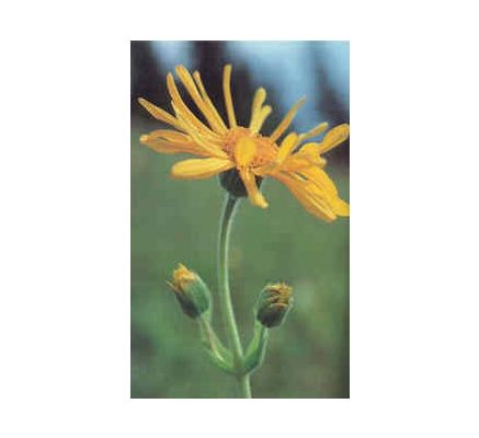 Arnica Flower, tincture - 2oz (59.15ml)