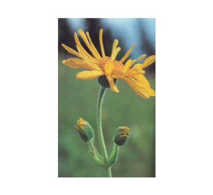 Arnica Flower, tincture - 4oz (118.3ml)