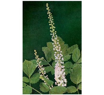 Black Cohosh Root, tincture - 2oz (59.15ml)