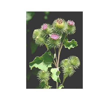 Burdock Root, tincture - 2oz (59.15ml)