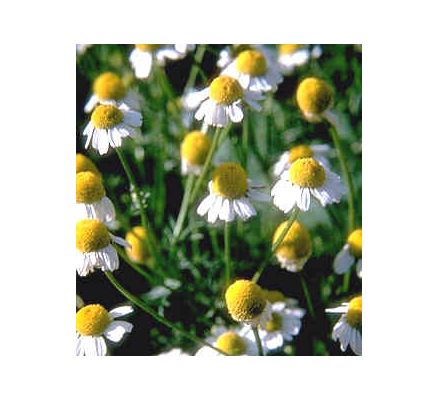 Chamomile Flower, tincture - 2 oz. (59.15 ml.)