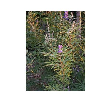 Chaste Tree Berry, tincture - 2oz (59.15ml)
