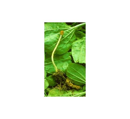 Cordyceps Mushroom, tincture - 2oz (59.15ml)