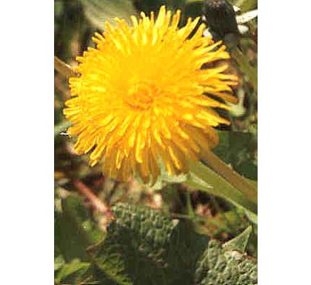 Dandelion Root, tincture - 2oz (59.15ml)