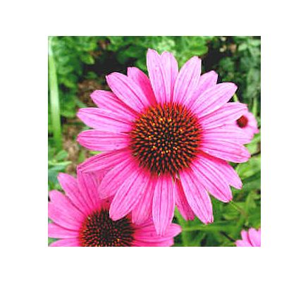 Echinacea, tincture - 2oz (59.15ml)