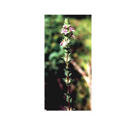 Eyebright Leaf, tincture - 2oz (59.15ml)