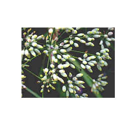 Fennel Seed, tincture - 4oz (118.3ml)