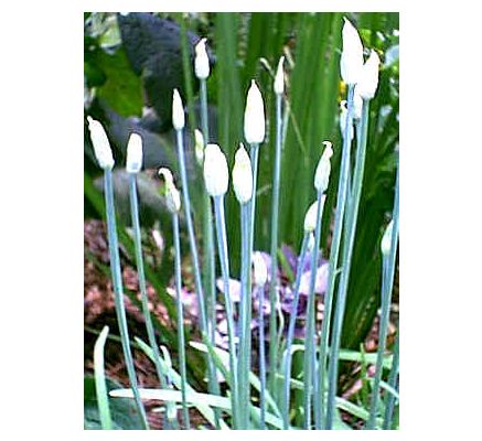 Garlic Bulb, tincture - 4 oz. (118.3 ml.)