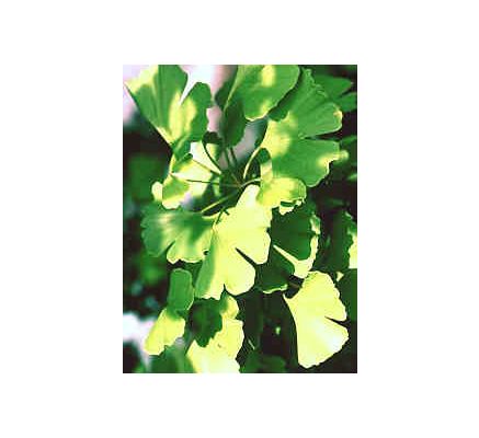 Ginkgo Leaf, tincture - 4 oz. (118.3 ml.)