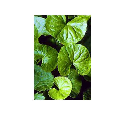 Gotu Kola Leaf, tincture - 2oz (59.15ml)