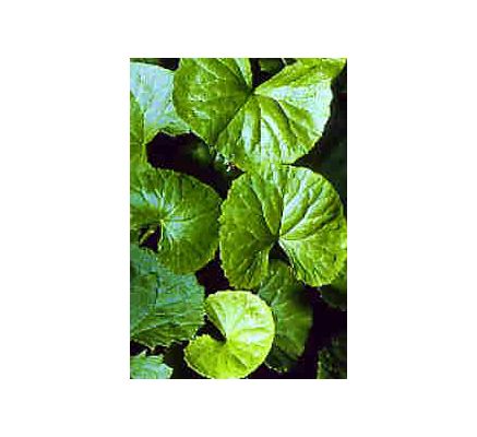 Gotu Kola Leaf, tincture - 4oz (118.3ml)