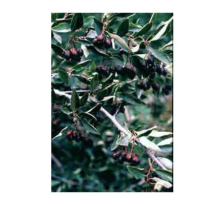 Hawthorne Berry, tincture - 4oz (118.3ml)