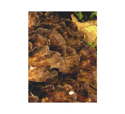 Maitake Mushroom, tincture - 4oz (118.3ml)