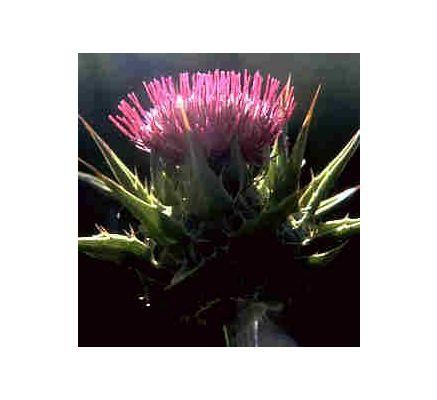 Milk Thistle, tincture - 2oz (59.15ml)