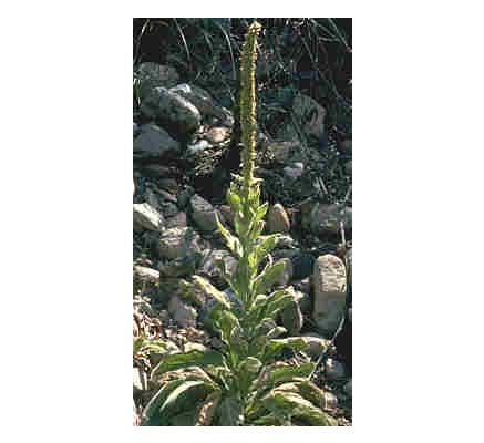 Mullein Leaf, tincture - 2oz (59.15ml)