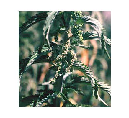 Nettles Leaf, tincture - 4oz (118.3ml)