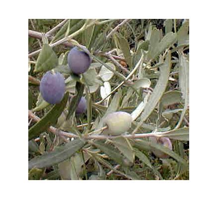 Olive Leaf, tincture - 2oz (59.15ml)