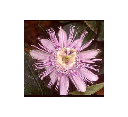 Passion Flower, tincture - 4oz (118.3ml)