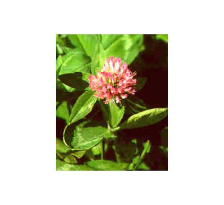 Red Clover Blossoms, tincture - 4oz (118.3ml)