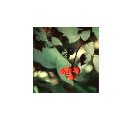 Red Raspberry, tincture - 4oz (118.3ml)