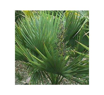 Saw Palmetto, tincture - 2oz (59.15ml)