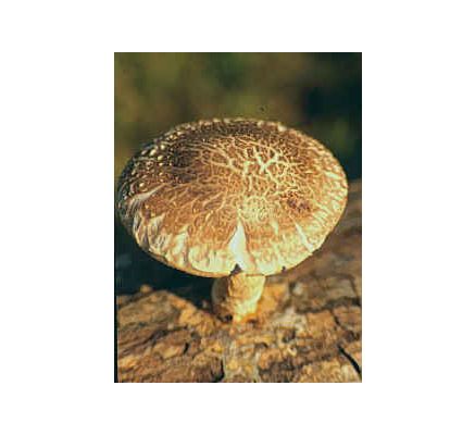 Shiitake Mushroom, tincture - 4oz (118.3ml)