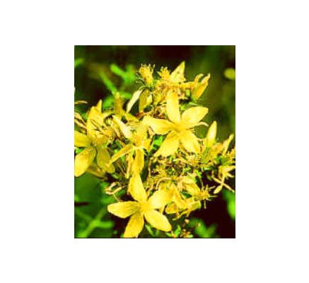 St. John's Wort Flowering Tips, tincture - 4oz (118.3ml)