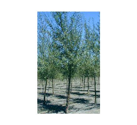 White Willow Bark, tincture - 2oz (59.15ml)