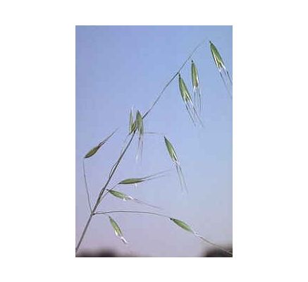 Wild Oat Seed, tincture - 2oz (59.15ml)