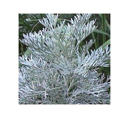 Wormwood Leaf, tincture - 2oz (59.15ml)