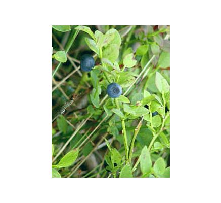 Bilberry, tincture - 4oz (118.3ml)