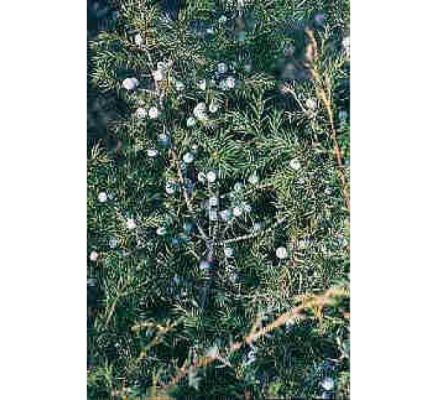 Juniper Berry (Himalayan) - 30ml