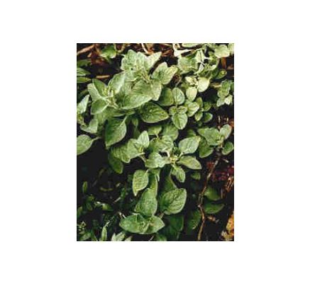 Oregano - 30ml