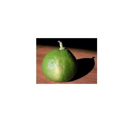 Bergamot (Citrus bergamia) - 30ml
