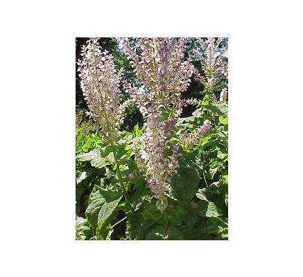 Clary Sage (Salvia sclarea) - 30ml