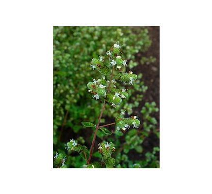 Majoram, Wild (Origanum majorana) - 30ml