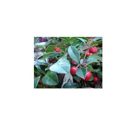 Wintergreen (Gaultheria Procumbens) - 30ml
