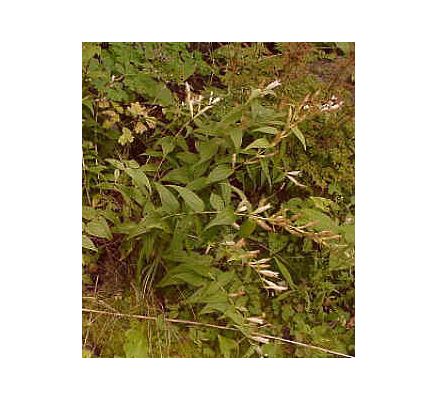 Gentian Root, tincture - 2oz (59.15ml)